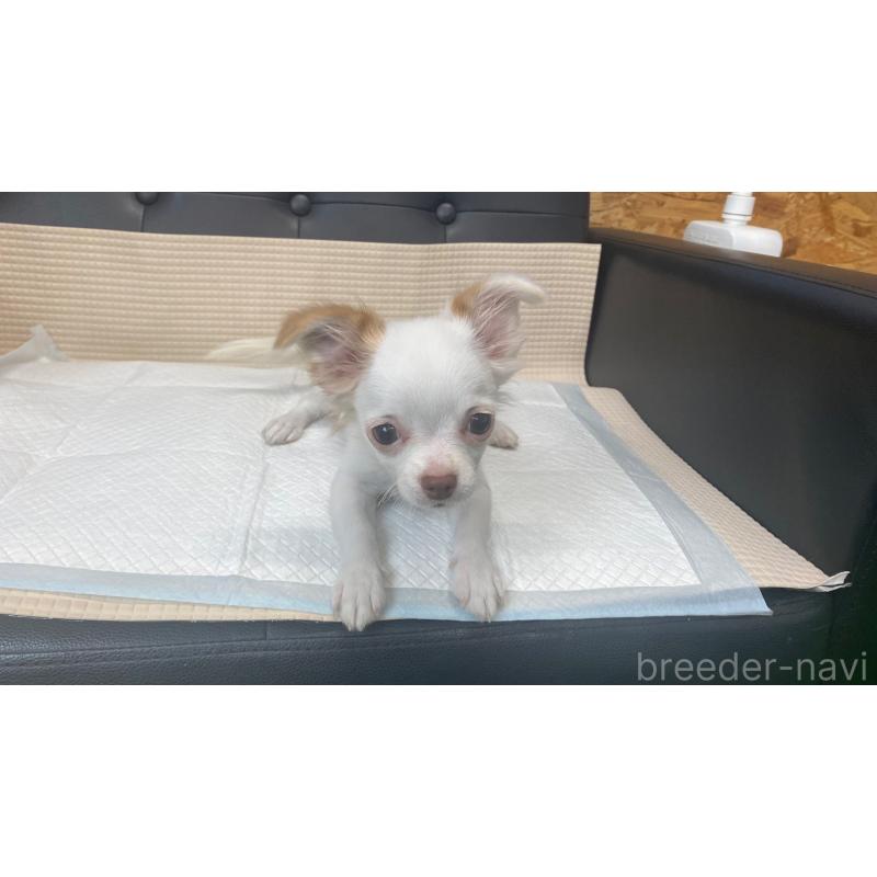 成約済の兵庫県のチワマル:チワワ×マルチーズ-405811の2枚目